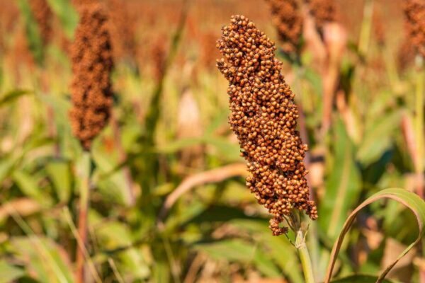Lote de sorgo en la Argentina, cultivo que gana mercado en China