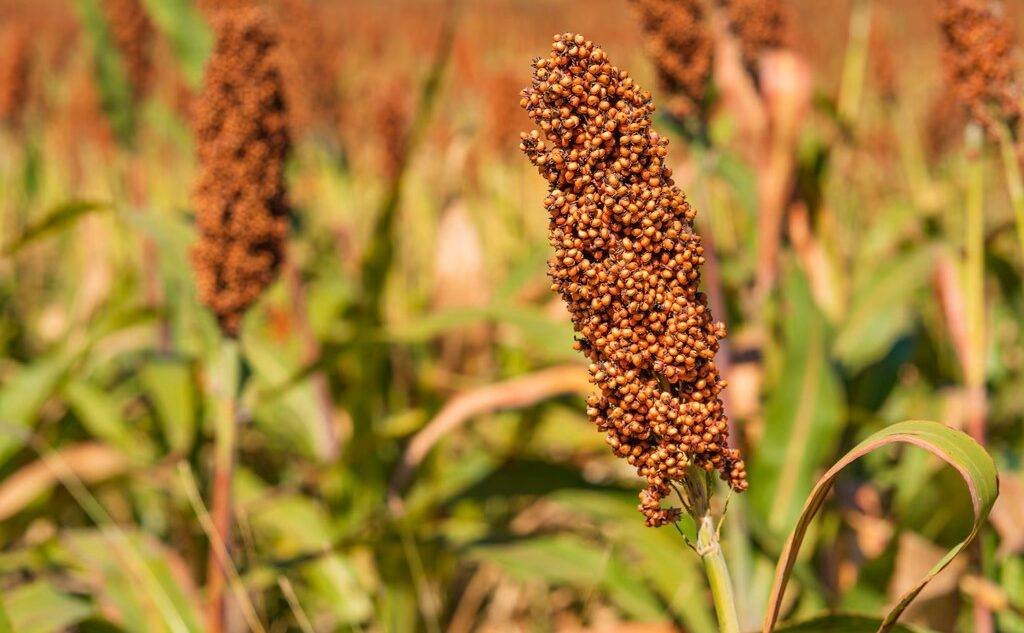 Lote de sorgo en la Argentina, cultivo que gana mercado en China